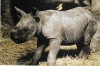 Black rhino in Zurich Zoo