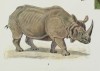 Rhinoceros hairs atlas