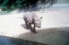 Munich 1961 Female black rhino