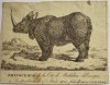 Tourniaire rhino