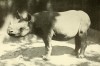 National Zoo's first Black rhinoceros