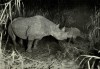 Flashlight view of female Black rhino and calf