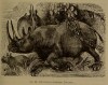 Figuier 1869 African rhino