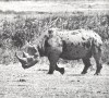 Black rhinoceros born without external ear flaps