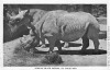 Black rhinoceros at St Louis Zoo