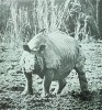 A Great Indian rhinoceros on alert