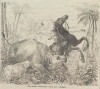 Chase in Assam 1882