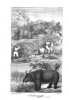 A rhino hunt of 1849