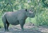 Cameroon black rhino (6)
