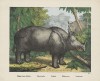 Rhinoceros indicus