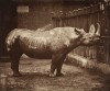 Bolton black rhino in London Zoo