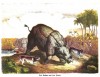 Rhinoceros and fables