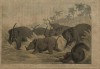 Rhinoceros bayed by elephants 1819