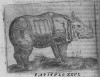 Valdecebro 1680 Rynoceronte