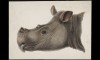 Head of Sumatran Rhino