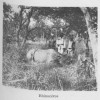 Rhino with hunters in West Africa