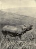 McLellan Indian Rhino