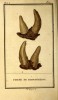 Buffon 1799 double horns