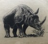 Adser Nepal rhino