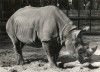 Dresden black rhino 1960