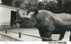 Black rhino in Dresden 1935