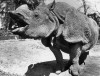 Indian rhino in Hagenneck 1951