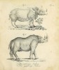 Bechstein 2 types of rhino 1798