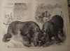Rhino fight in Baroda 1876