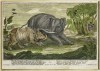 Rhino and elephant fight 1725