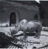 Black rhino in Copenhagen Zoo