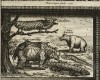 Rhinoceros and Hippopotamus