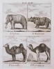 Il Rinoceronte 1784