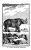 Buffon African Rhinoceros 1785