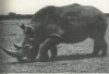 Machulka 1959 white rhino