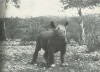 Machulka young black rhino