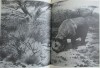 Rhino in Somaliland