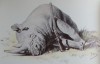 Zamoyski Rhinoceros 