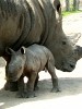 White rhino birth in Tampa 2010