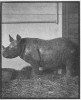 Hagenbeck 1910 Indian rhino
