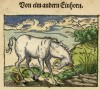 Ammann 1569 Other Unicorn