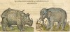 Uffenbach 1610 Rhino and Elephant