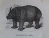 Buffon 1853 Rinoceronte de las Indias