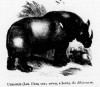 Wood 1853 Indian Rhino