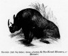 Wood 1853 Rhinaster