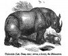 Wood 1855 Indian Rhino