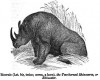 Wood 1855 Rhinaster