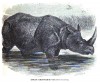 Wood 1861 Indian Rhino