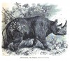 Wood 1861 Rhinaster