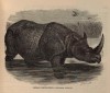 Wood 1863 Indian Rhino