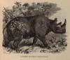 Wood 1863 Rhinaster